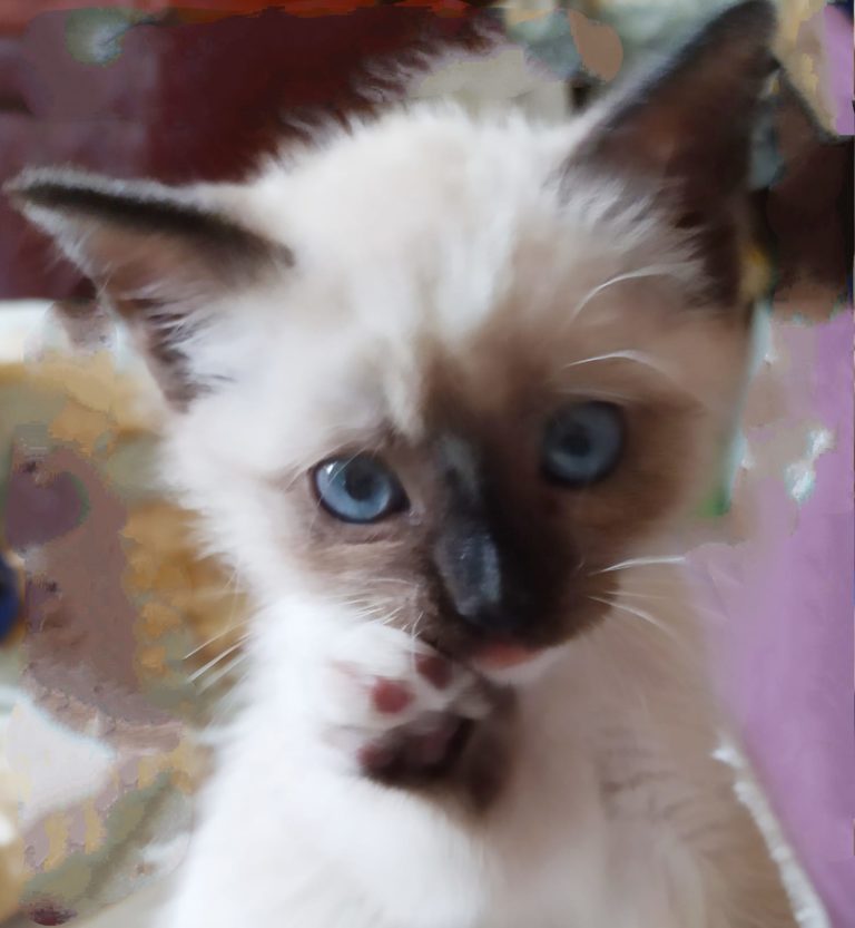 Котёнок